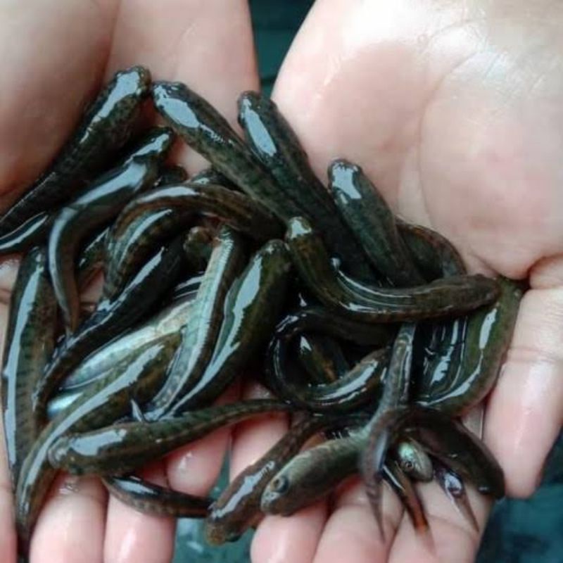 bibit ikan gabus hidup 10 ekor