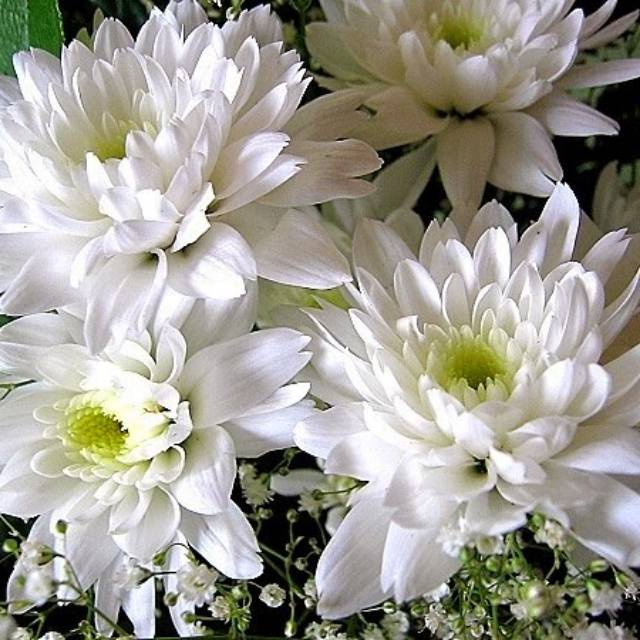 Biji benih Bunga Chrysanthemum krisan white / 6 biji