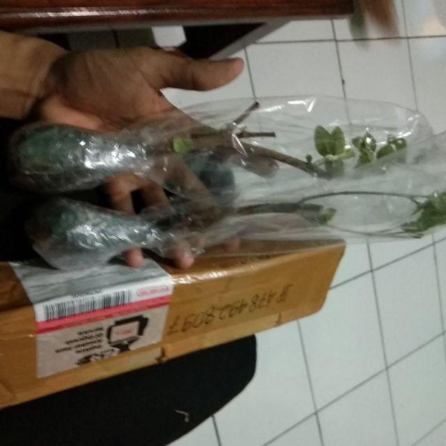 Bibit Bonsai Wahong Laut