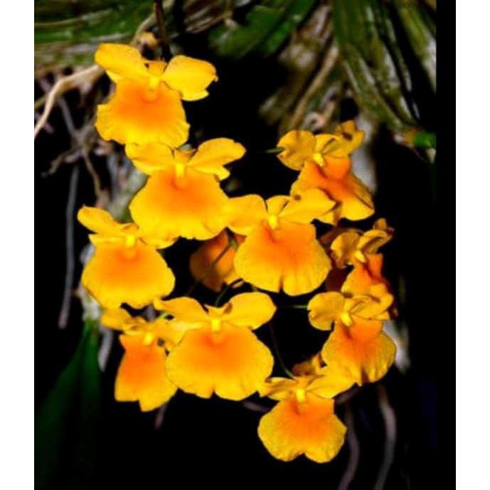 Anggrek Dendrobium Agregatum