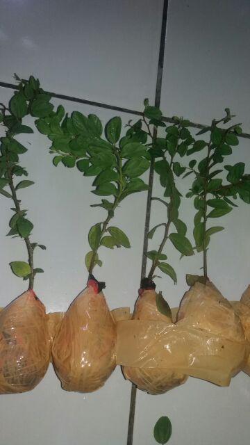 Bidara Arab Unggul Bercabang (luar Jawa Wajib Jne)