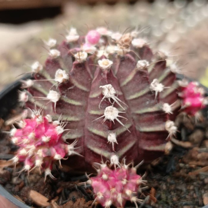 gymnocalycium siklam purple ownroot KAKTUS SUKULEN TANAMAN HIAS