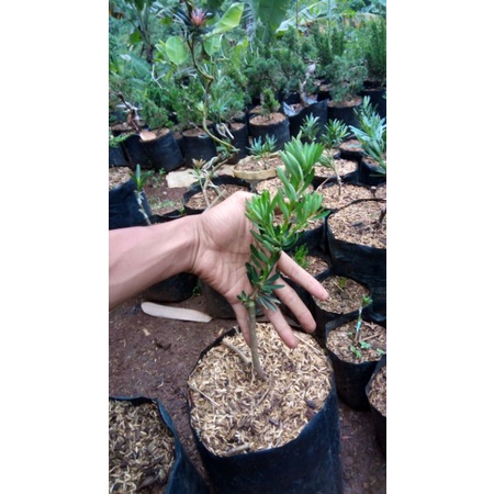 lohansung blue cincuan