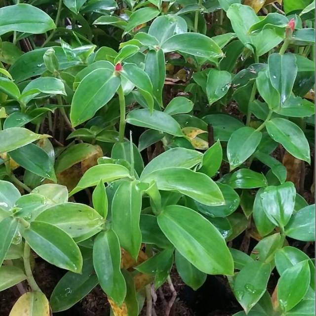 Tanaman hias pacing pentul - bunga pacing pentul