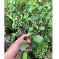 BIBIT APEL FUTSA/APEL INDIA BERBUAH