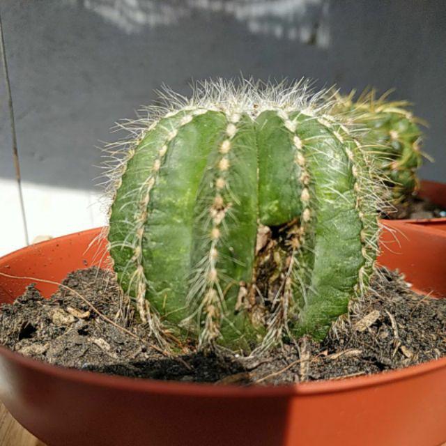 Kaktus Ownroot Magnifikus + Pot Tawon Putih