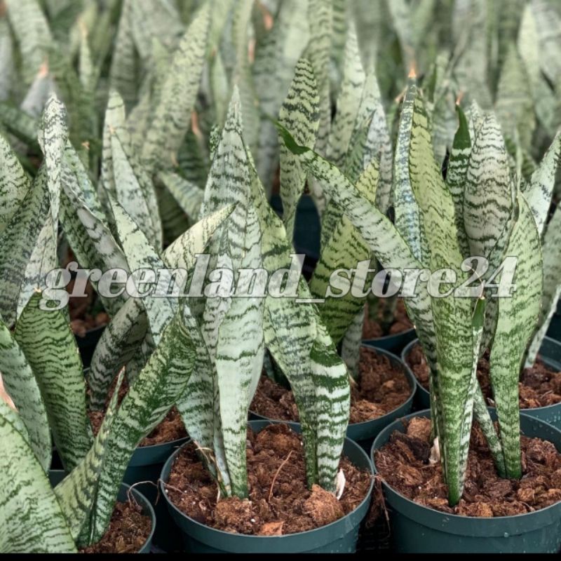 Jual Tanaman Hias Sansevieria Hijau Sansevieria Hijau Sansevieria Sansevieria Lidah Mertua