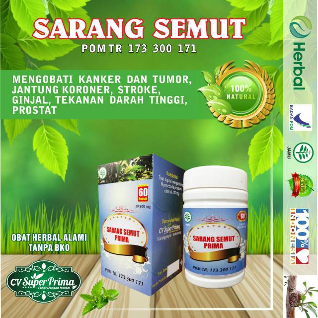 HERBAL EXTRAK SARANG SEMUT PAPUA MEMBANTU ATASI KANKER DARAH TINGGI PROSTAT