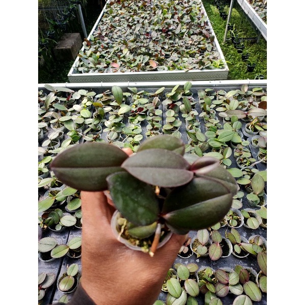 Seedling Anggrek Bulan Hybrid Umur 3-5 Bulan