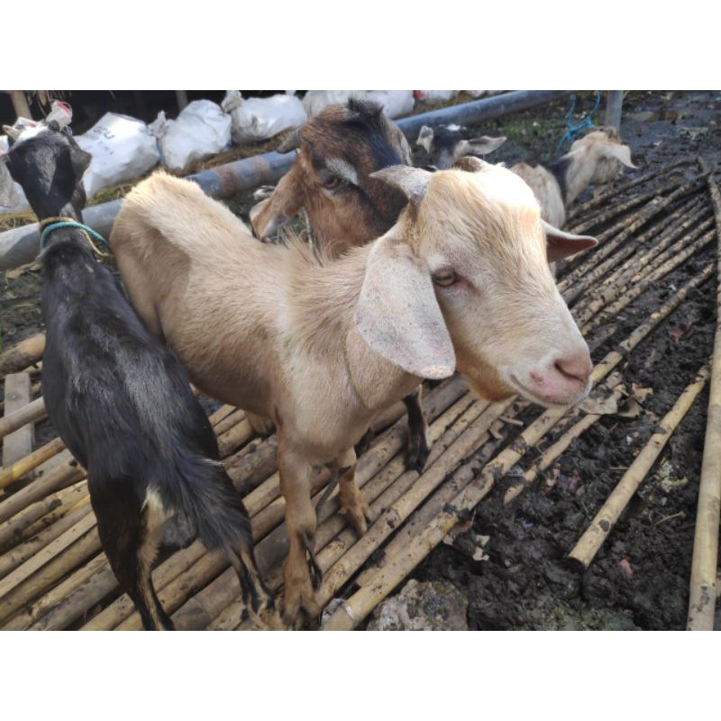 Karkas Kambing Domba Muda 10kg Termasuk Kepala Kaki Shopee Indonesia