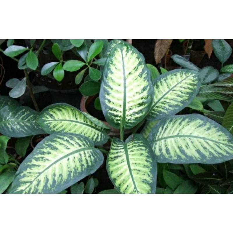 Tanaman Hias Dieffenbachia Tropic aglonema difen daun besar