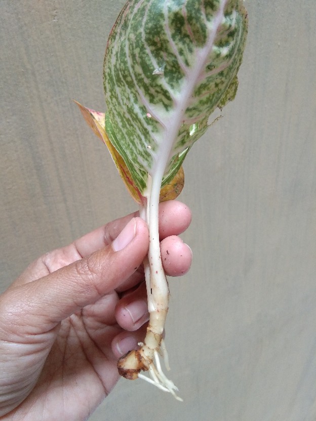 Bibit Aglonema Legacy Mangkok 2-3 Daun