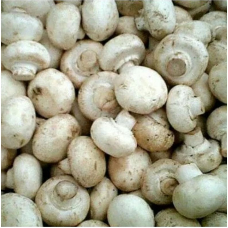 

Jamur Kancing/Jamur campignon