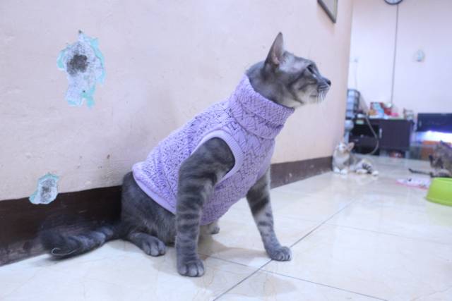 Baju rajut ala korea warna ungu untuk kucing dan anjing / baju kucing murah size S M L XL