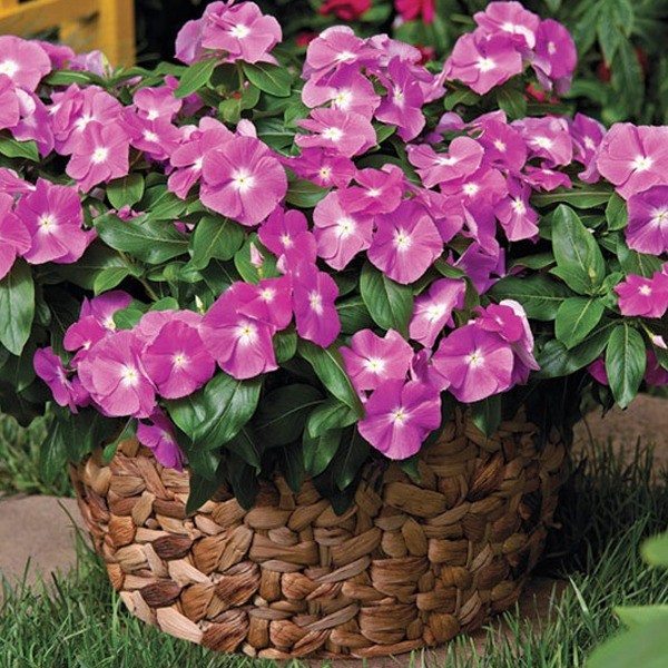 Bibit Benih Biji Bunga Vinca Light Purple - Bibit Bunga Vinca Light Purple - Vinca Light Purple-COD