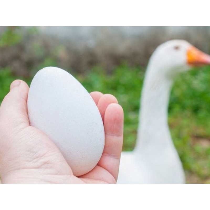 

telur angsa fresh dan gagal