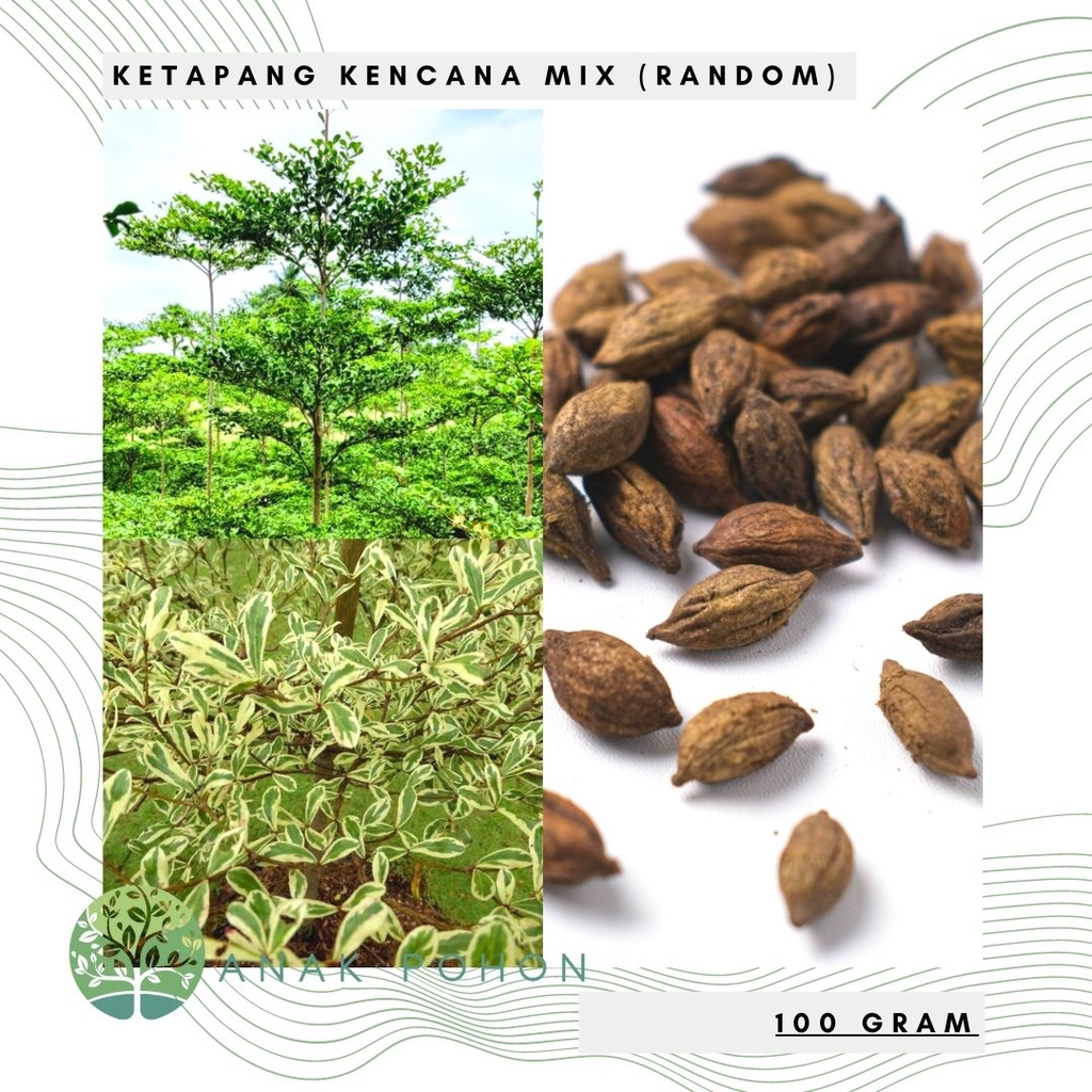 (100 GRAM) Benih Bibit Biji - Pohon Ketapang Kencana Mix (Random Variegata &amp; Hijau) Madagascar Almond Seeds