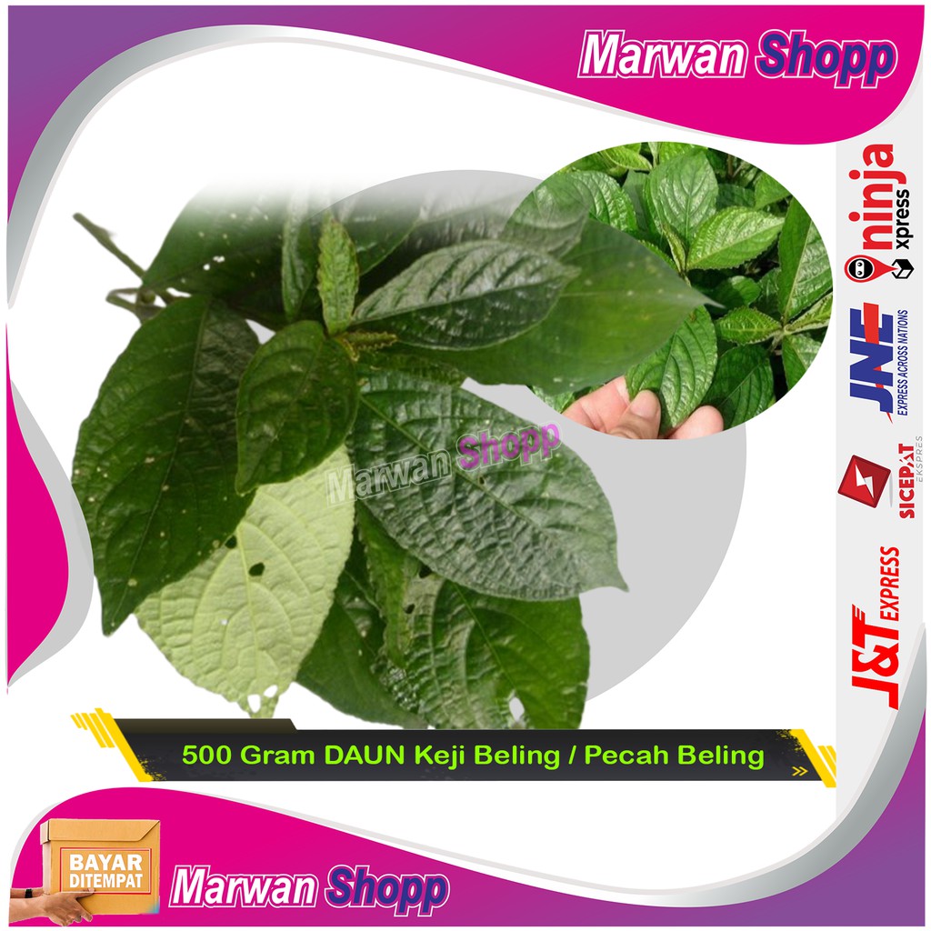 

500 Gram DAUN Keji Beling / Pecah Beling Segar - Herbal Batu Ginjal MARWAN SHOPP
