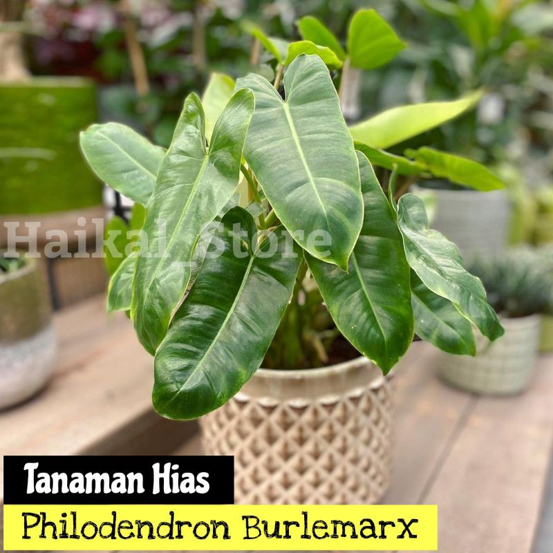 Tanaman Philodendron Burlemarx / tanaman hias philo burlemarx