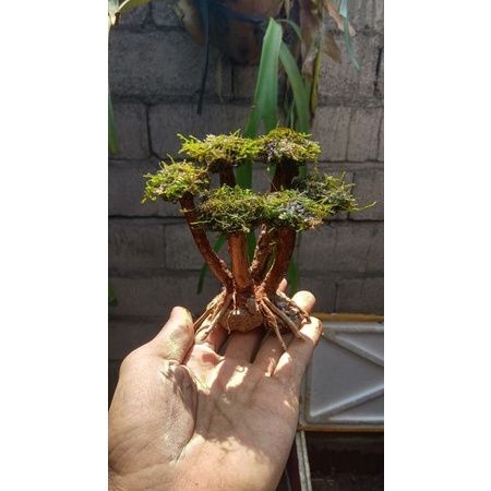 BONSAI AQUASCAPE MURAH BONUS MOSS SIAP SET TANK