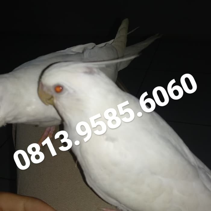 Burung Falk Lolohan Jinak Kakatua Mini Parkit Wf Albino
