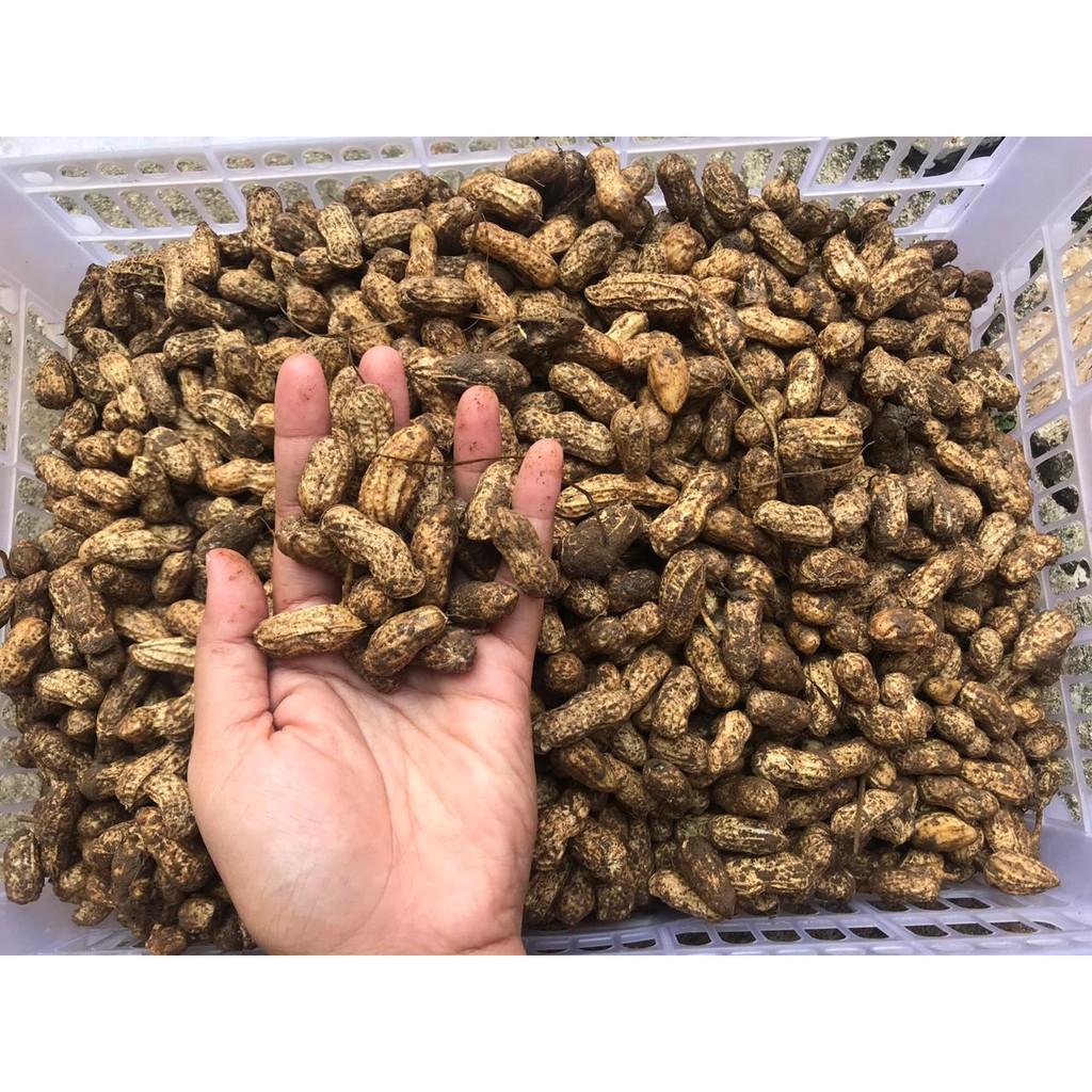 

Kacang Tanah Kulit 1 kg