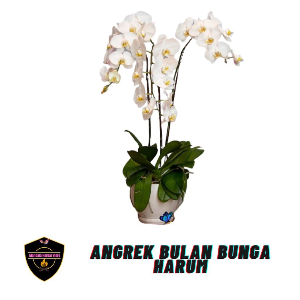 Anggrek BULAN Dewasa siap berbunga - tanaman hias Anggrek BULAN berbunga HARUM