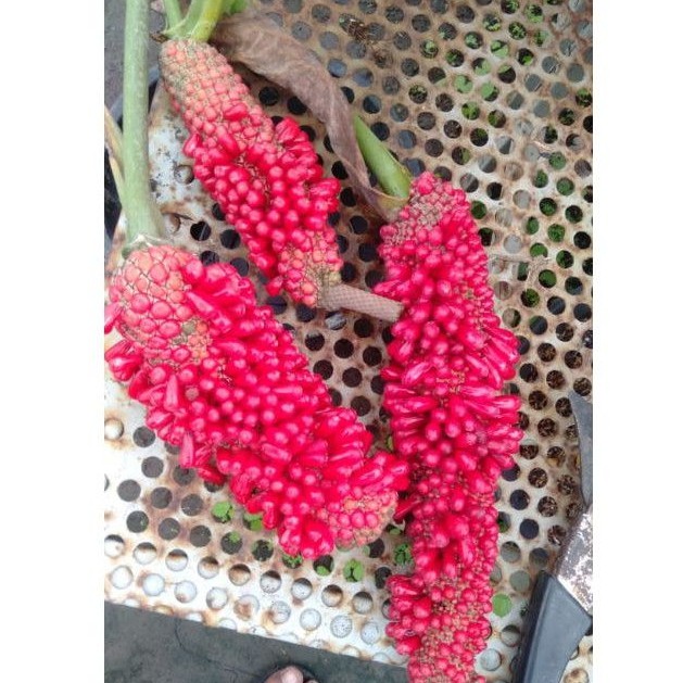 hokeri varigata pink (biji/benih)