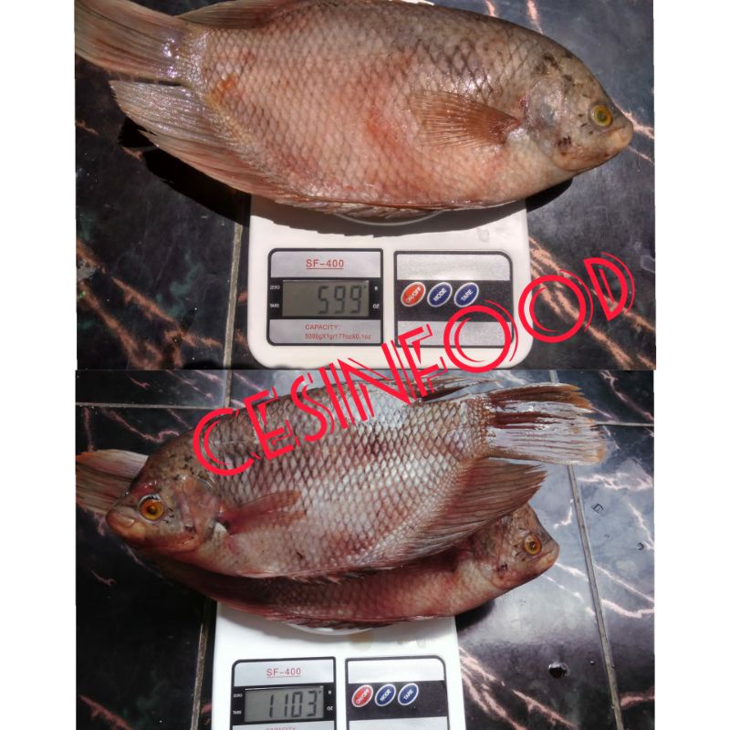 

❤ IKAN GURAME SEGAR 500gr/lebih FRESH TIAP HARI