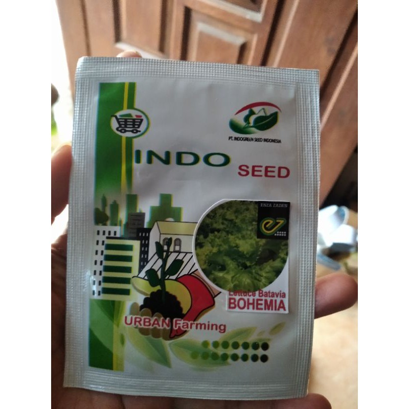 selada enza zaden bohemia