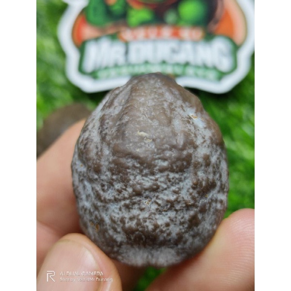 MUNCANG ADU JAYANTI SI ORAY ORIGINAL 100%