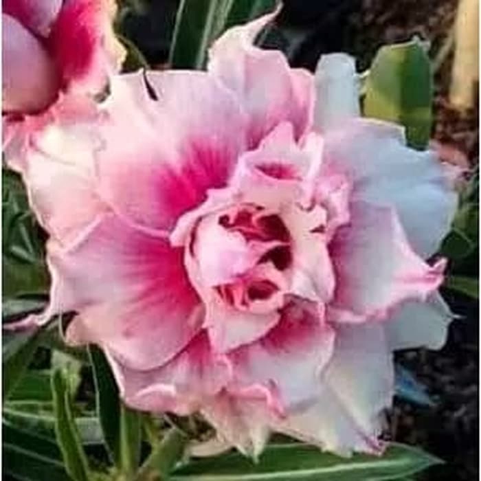 

NEW!! bibit bunga Kamboja adenium Jepang (ROSEITA)