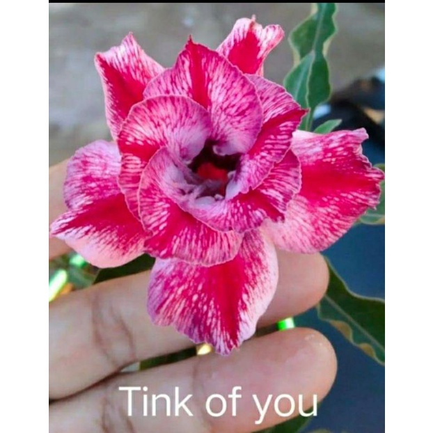 bunga adenium sudah jadi (bonggol jumbo,unik,akar rapat,sudah di grafting bunga tumpuk)
