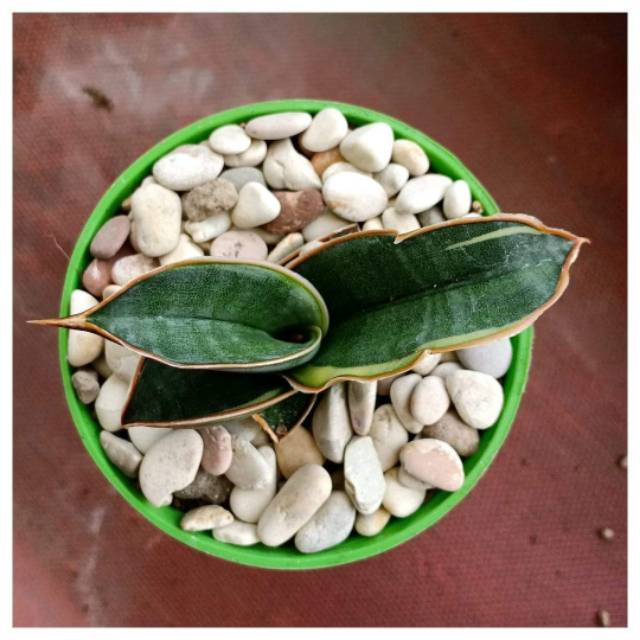 Sanseviera rorida var