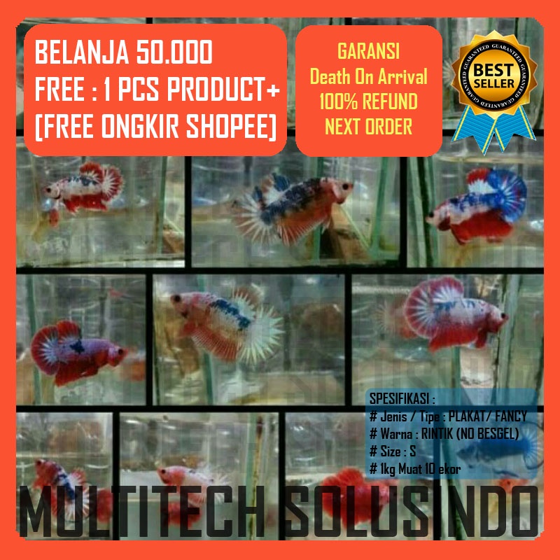 anakan burayak ikan cupang fancy multicolour red yellow orange pink hellboy fccp sudah notol ko