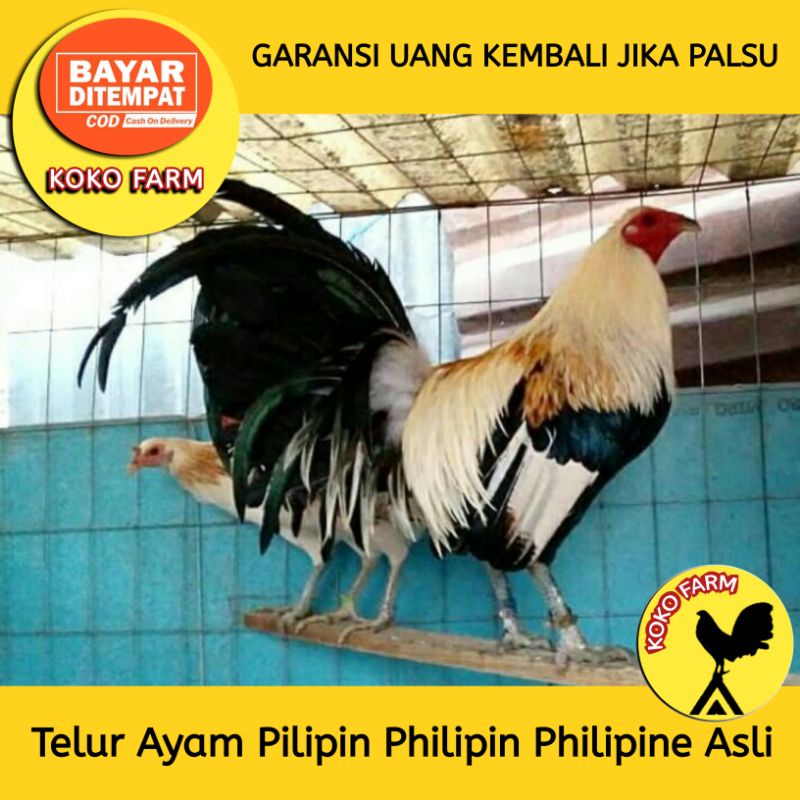 TELUR TETAS FERTIL AYAM ADUAN PILIPIN PHILIPIN PHILIPINE PURE IMPORT / TELUR AYAM LAGA JANTAN WIN 7X