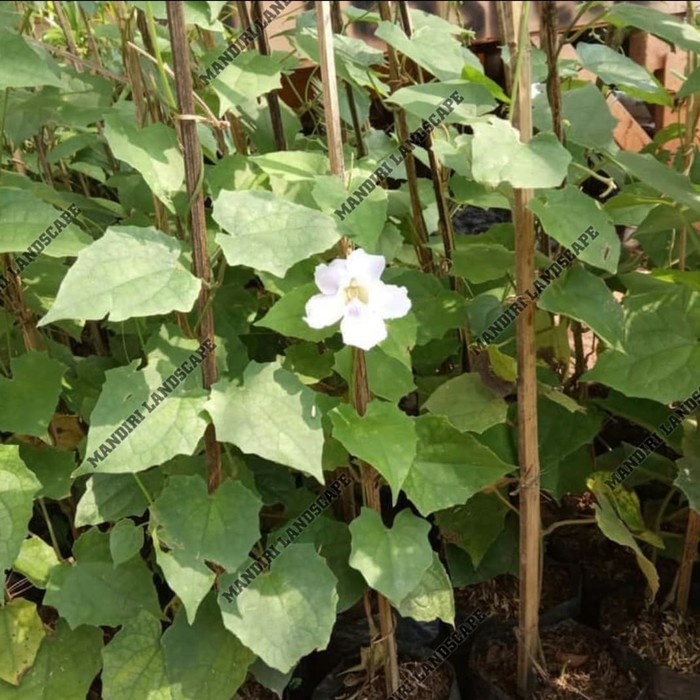 Tanaman Hias Rambat Thunbergia Bunga Putih