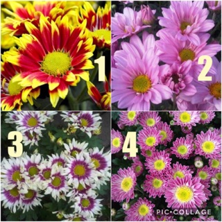 Tanaman hias bunga krisan aster pot Shopee Indonesia Tanaman hias bunga krisan aster pot Shopee Indonesia