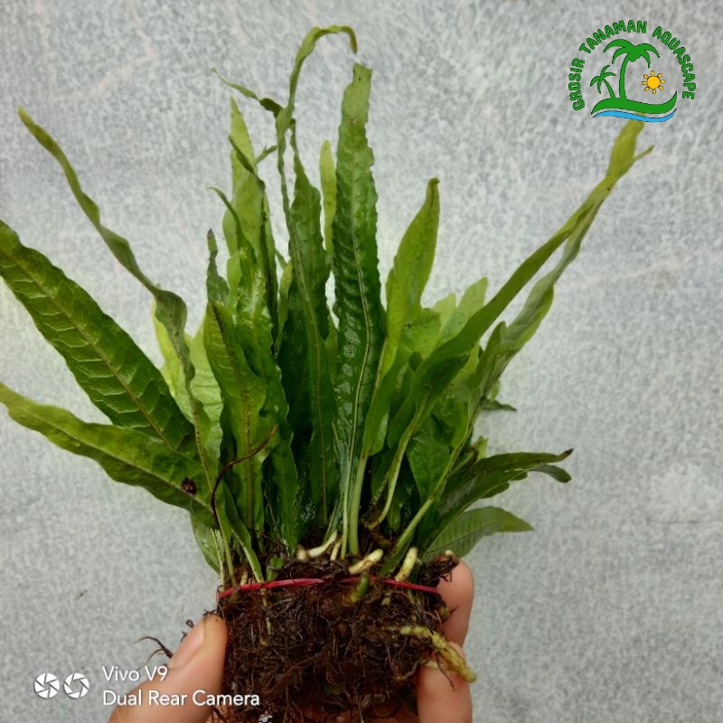 1 Ikat Kadaka Java Fern - Tanaman Aquascape Hiasan Aquarium - Tanaman Hiasan Aquarium