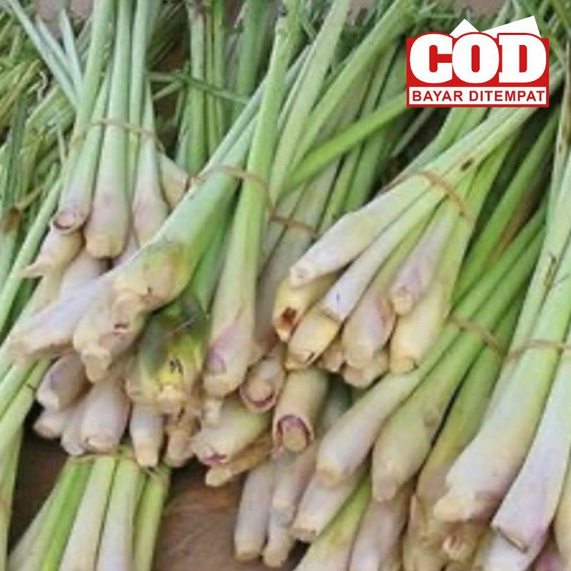 

SERAI/SEREH SEGAR 500 GRAM