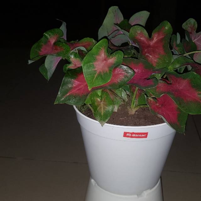 Umbi/bonggolan keladi pink  1kg