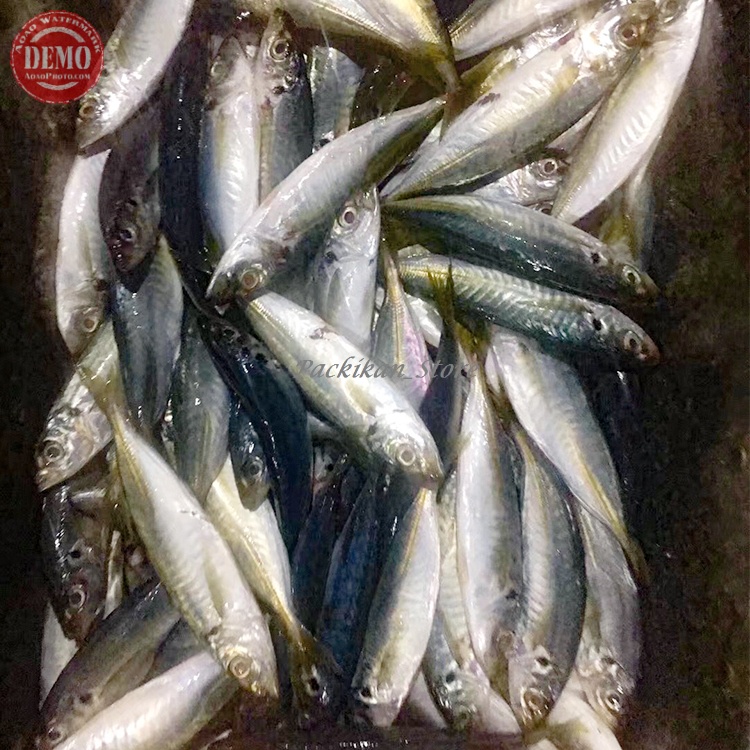 

Ikan Layang Segar Ikan Fresh Laut Kualitas GARANSI SEGAR