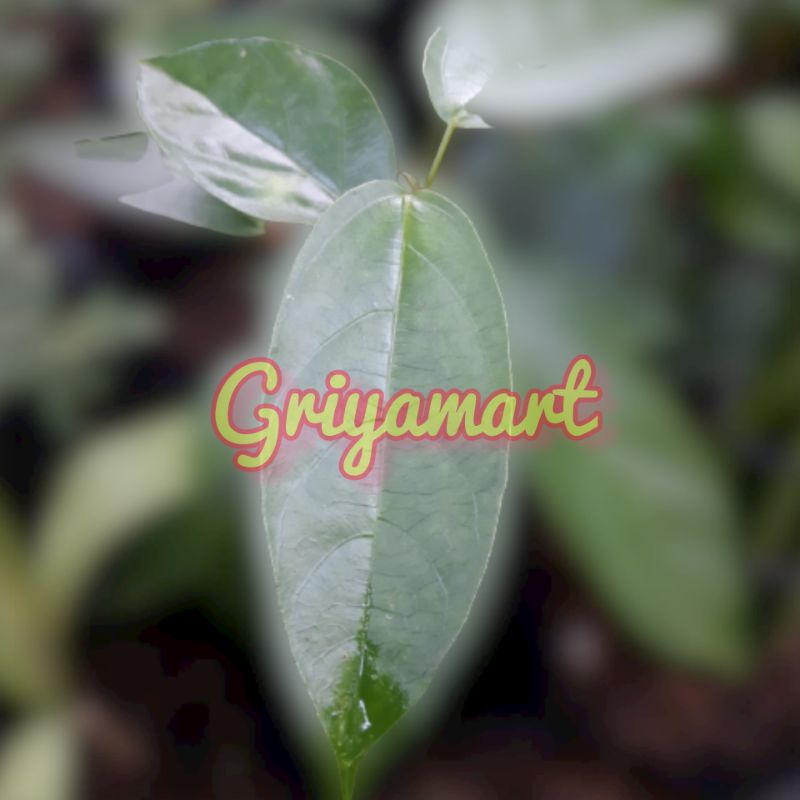

DAUN CINCAU SEGAR 1 KG