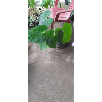 (Murah) kuping gajah jumbo