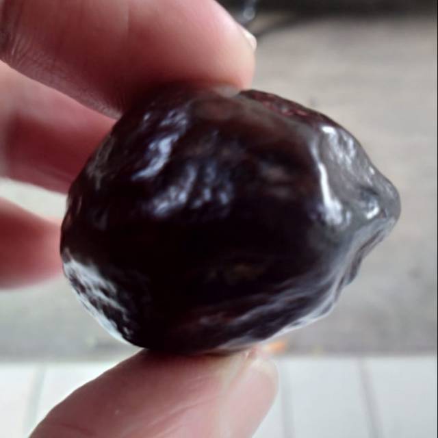 Muncang adu Jalim Super matang