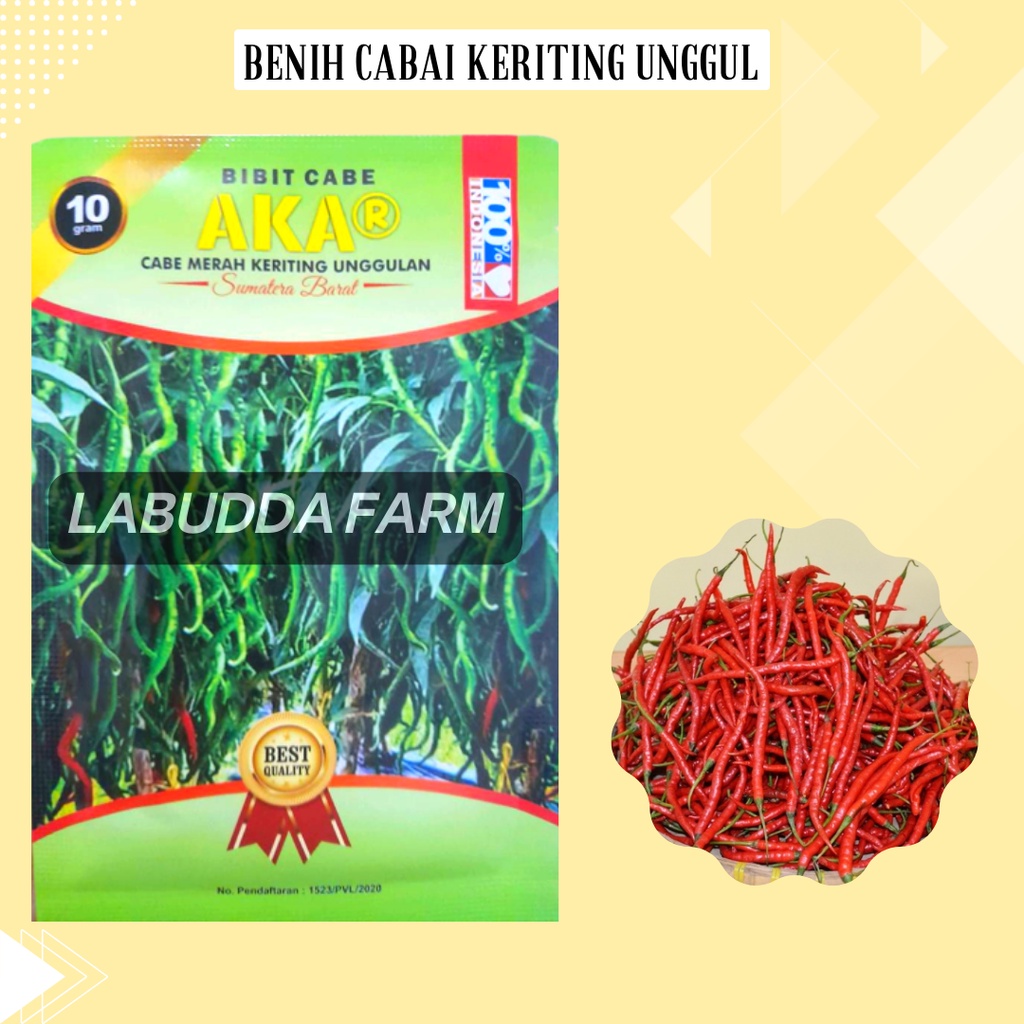 Bibit Cabe Akar Unggul Bibit Cabe Siap Tanam - Bibit Cabe Merah Keriting - Bibit Cabai Keriting - Be