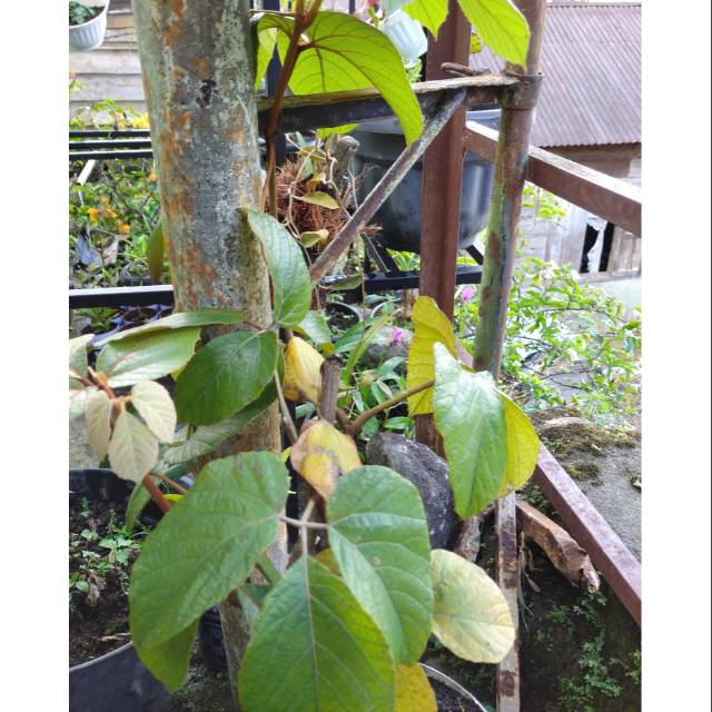 

Daun Gagatan Harimau/ Jappalan babiat, Asli langsung diambil dari hutan 300 gr