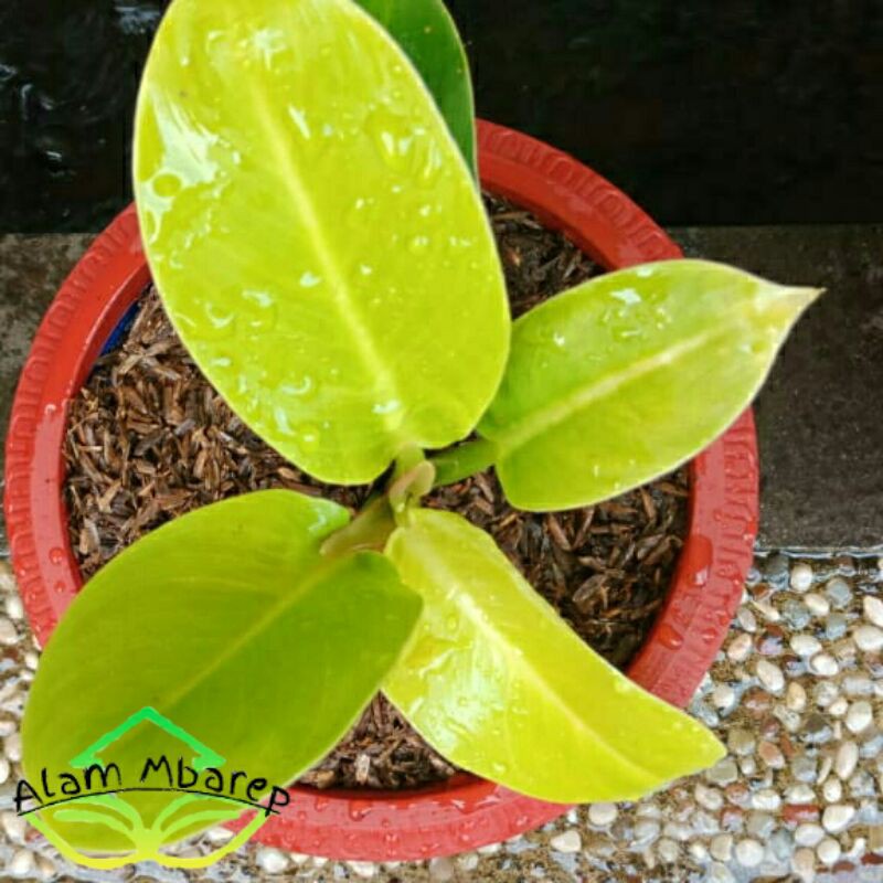 

pilo lemon