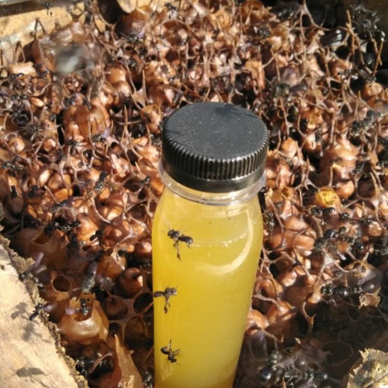 

madu murni