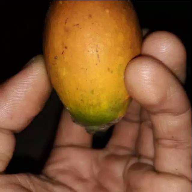 

BUAH PINANG TUA UTUH KUNING